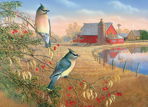 Cedar Waxwings 1000pcs