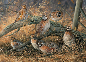 Quail 1000pcs (2022)