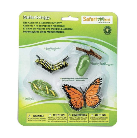 Life Cycle of a Monarch Butterfly – The Children's Treehouse