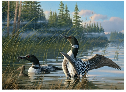 Common Loons 1000pc