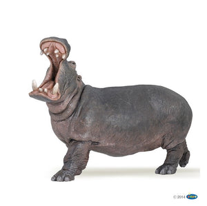 Hippopotamus adult