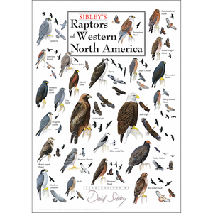 Sibley’s Raptors of Western North America – Poster