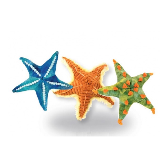 Assorted Starfish