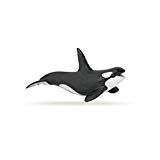 Orca / Killer Whale Adult