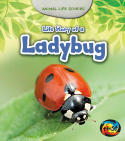 Life Story of a Ladybug: Animal Life Stories