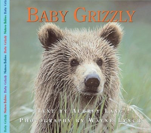Baby Grizzly Bear