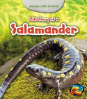 Life Story of a Salamander: Animal Life Stories