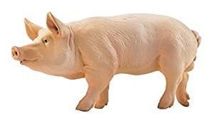 Pig / Boar