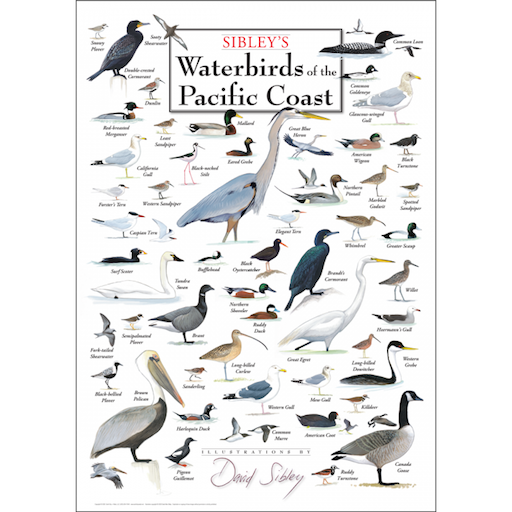 Sibley’s Waterbirds of the Pacific Coast – Poster