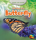Life Story of a Butterfly: Animal Life Stories