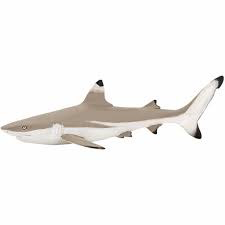 Blacktip Reef Shark